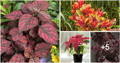 9 Beautiful Red Indoor Plants