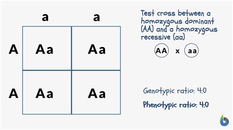 Phenotypic Ratio Definition And Examples Biology Online Dictionary