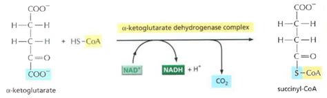 Siklus Krebs: Siklus Karbon Penghasil Energi di Mitokondria ...