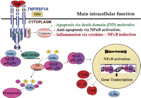 Cell Surface Signaling From Tumor Necrosis Factor Receptor I Tnfri