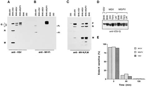 Expression And Transport Of MGV MG FV VSV And MV Proteins In BHK