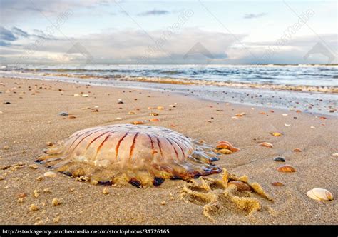 A Compass Jellyfish On The Beach North Holland Dune Stock Photo