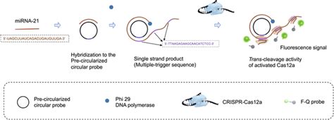 Exploring The Trans Cleavage Activity With Rolling Circle Amplification For Fast Detection Of