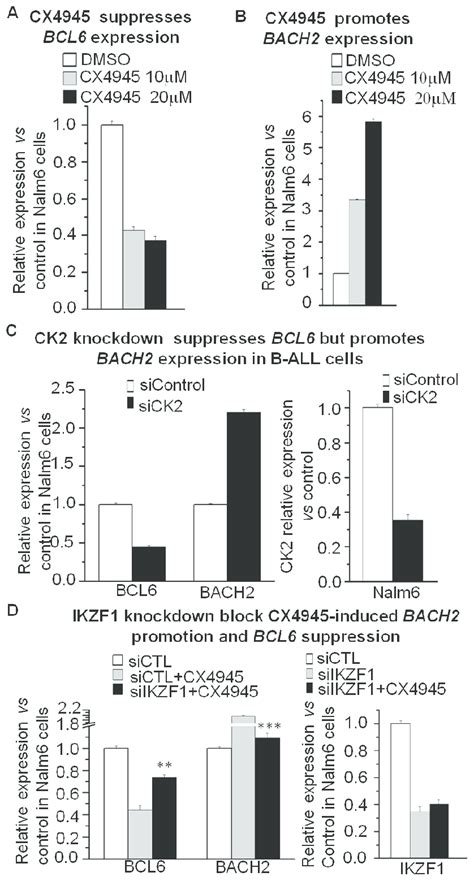 Effect Of CK2 Inhibitor On Expression Of BCL6 And BACH2 A B The CK2