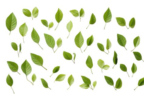 Mint Leaves Pattern Png Vector Psd And Clipart With Transparent