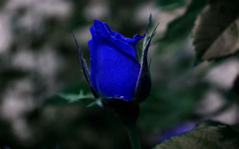 Blue Rose Wallpapers - Wallpaper Cave