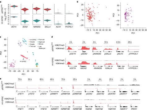 Molecular Features Of Porcine And Human Epscs A Distribution And