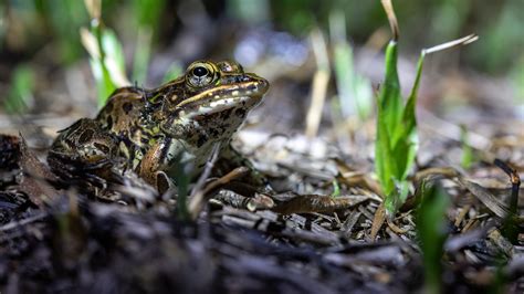 Opinion Why Tiny Ponds And Singing Frogs Matter So Much The New