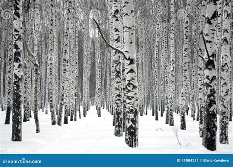 Winter Birch Trees Stock Image Image Of Frost Beauty 49004321