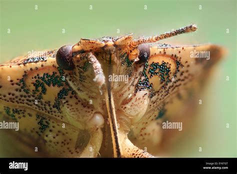 (Halyomorpha halys) Brown Marmorated Stink Bug closeup Stock Photo - Alamy