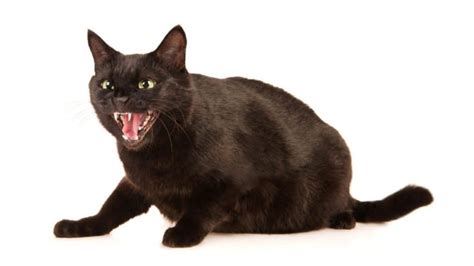 Cat Hissing, What does it Mean? - Cats In Care