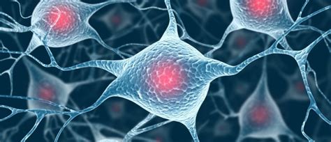 Myelin repair capacity revealed by stem cell research - RegMedNet