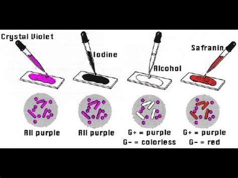 Gram Staining Principle Reagents Procedure Steps Results Atelier