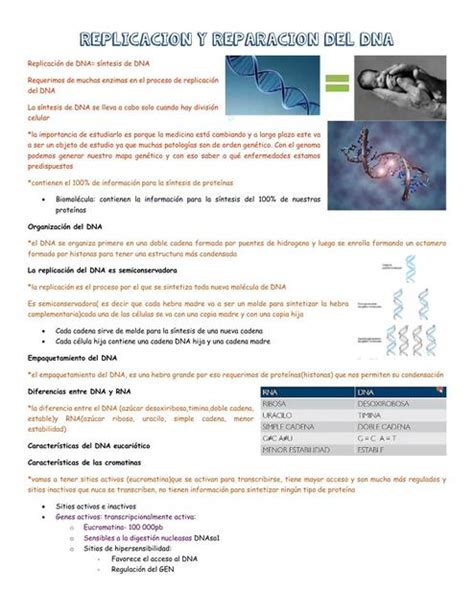 Replicación y reparación del ADN Damaris Quispe Paredes uDocz