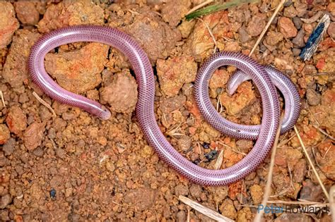 Blackish Blind Snake Peter Rowland Photographer Writer