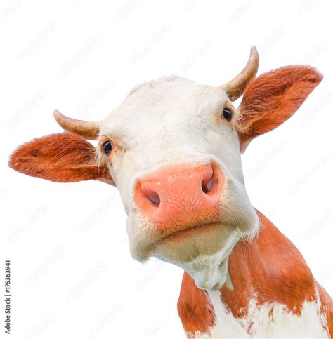 Funny Cow Looking At The Camera Isolated On White Background Spotted