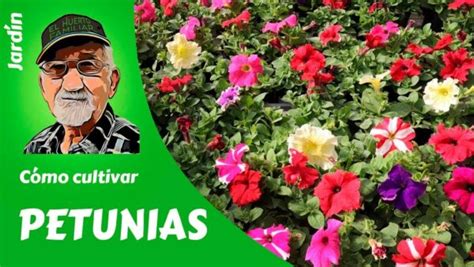 C Mo Sembrar Petunias Sembrar Plantas