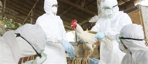 Confirma La Oms La Primera Muerte Por Gripe Aviar H5n2 En México Y El