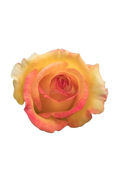 Yellow Rose on White Background Stock Image - Image of background ...