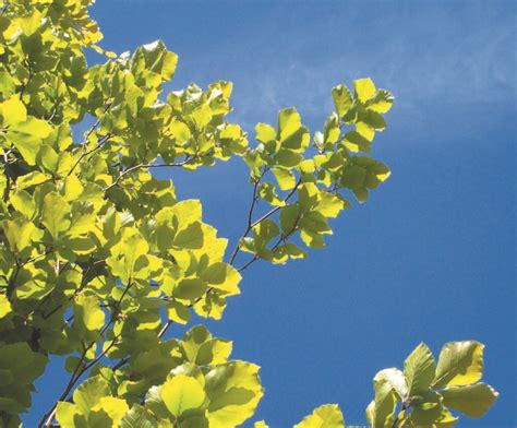 Fagus Sylvatica Dawyck Gold Tree Hillier Trees