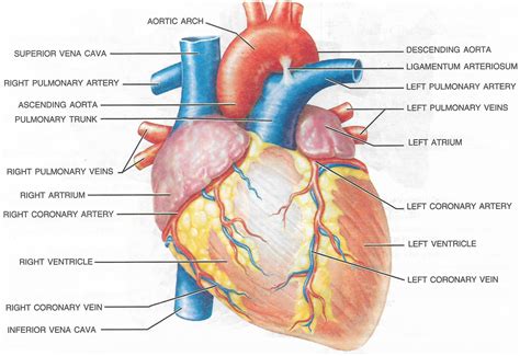 chapter   circulatory system selina solutions concise biology
