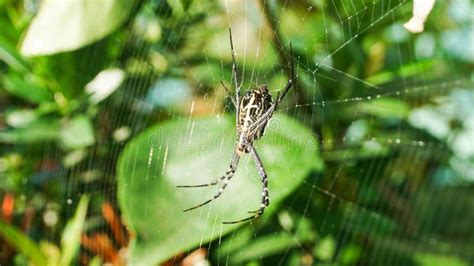 A Spider that Builds a Nest Around Green Plants Stock Image - Image of ...