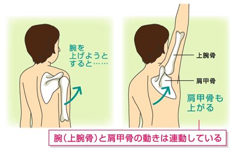 肩関節と肩甲骨のローテーター・カフ（回旋筋腱板）を詳しく解説 志木駅の整体イーバランス整体院｜皆様のお悩みや痛みを根本改善