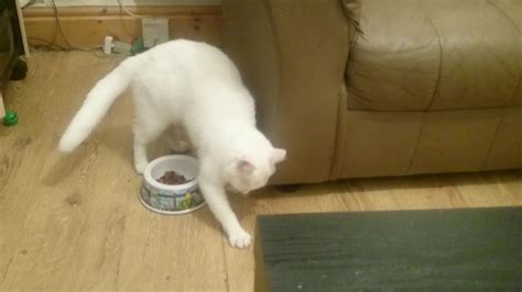 My Cat Trying To Bury Food To Save It For Later Lol Youtube