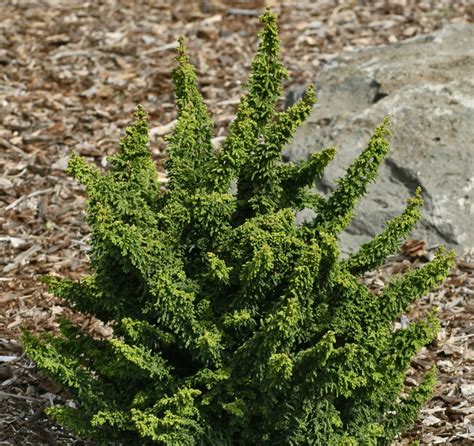 Chamaecyparis Obtusa Chirimen Dwarf Japanese Hinoki Cypress Kigi