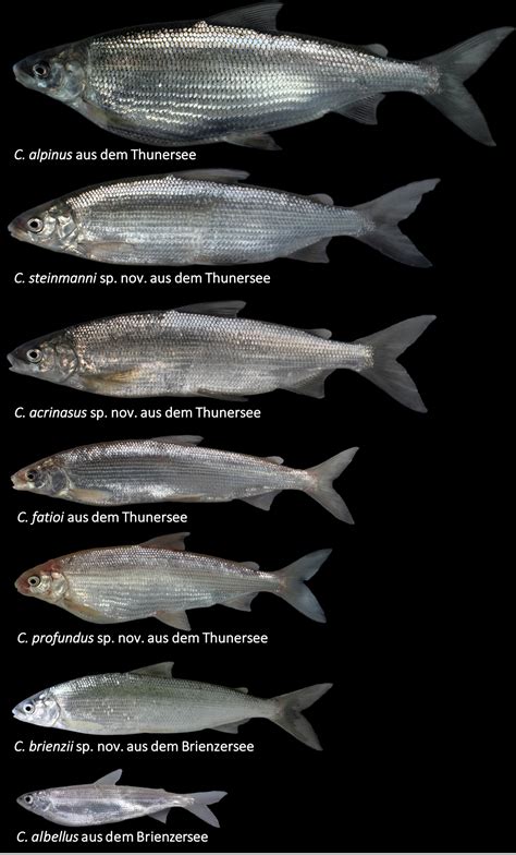 Examples Of Whitefish