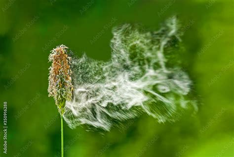 Flying Grasses Pollen Alopecurus Pratensis Pollen Grasses Pollen Flying Foxtail Pollen Flying