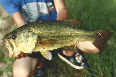 Of The Best Bass Bait For Ponds Small Lakes Fishrook