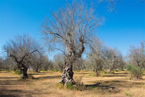 Xylella Milioni In Pi Per Pagare I Reimpianti In Zona Infetta