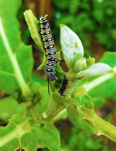 Caterpillar, Butterfly Caterpillar, Yellow-black Striped Caterpillar Stock Photo - Image of moth ...