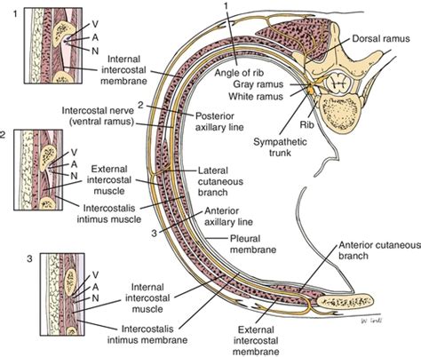 Intercostal Nerve Location