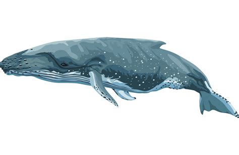 Blue Whale Sealife Png