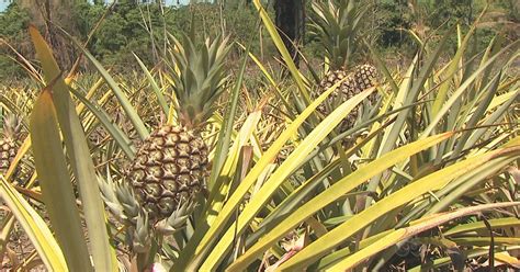 G Produ O De Abacaxi Aumenta Em Um Ano No Acre Not Cias Em Acre