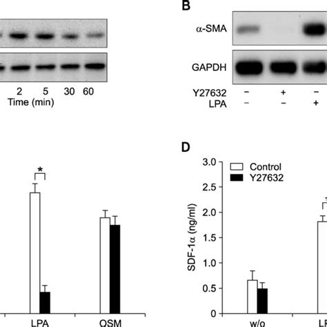 Role Of RhoA Rho Kinase Dependent Pathway In The LPA Induced Expression