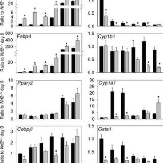 Time Dependent Changes Of Transcript Levels Throughout Adipogenesis In