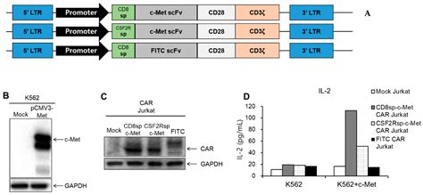 Cancers Free Full Text C Met Specific Chimeric Antigen Receptor T