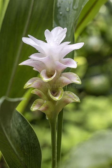 Siam Tulip Or Tulip Ginger Curcuma Alismatifolia This Is Hybrid