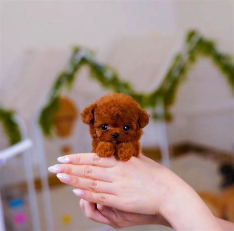 Купить щенка Пудель микро | Щенки маленьких пород собак