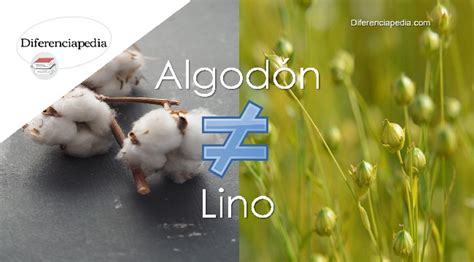 Diferencia entre algodón y lino Diferenciapedia La Web de las