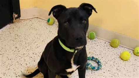 Puppy Was Euthanized But Lived Iowa Pet Rescue Says