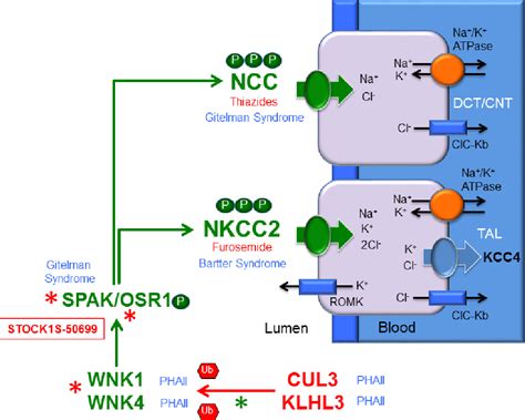 Figure From Wnk Kinase Signaling In Ion Homeostasis And Human Disease