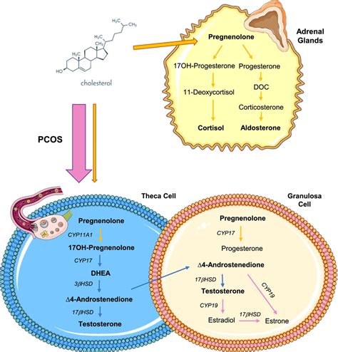 Overview Of Androgen Synthesis Pathways In Women Metabolic Pathways Of