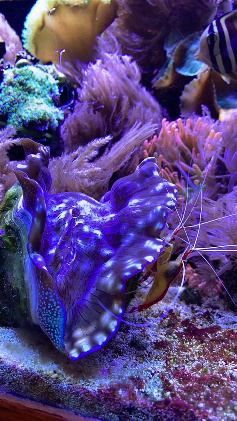 My shrimp love their clam spot : r/ReefTank