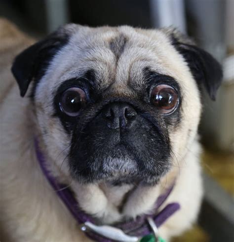 Watching my mom's pug for the week, this is her enjoying the fire on ...