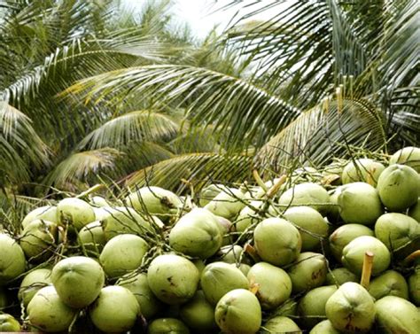 Business Ideas | Small Business Ideas: How to Growing a Organic Coconut ...