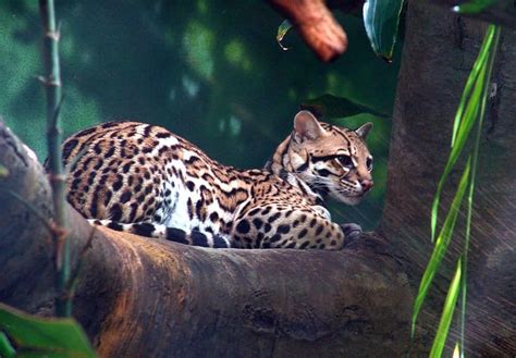 Ocelot - A-Z Animals